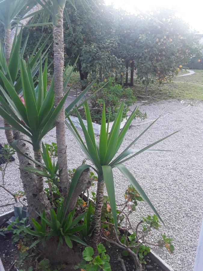 Garden Green Da Virna Torre Annunziata Ngoại thất bức ảnh